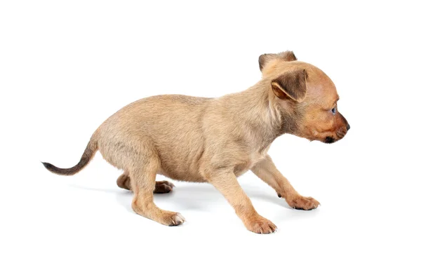 ตลกลูกสุนัข Chihuahua โพส — ภาพถ่ายสต็อก