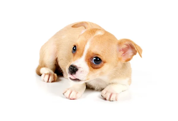Chiot drôle Chihuahua pose — Photo