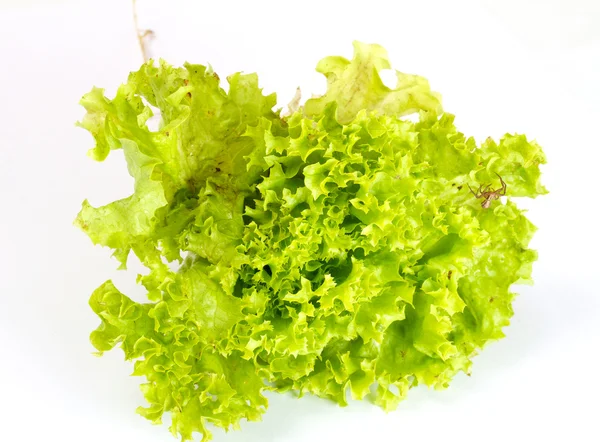 Foglie di insalata isolate sul bianco — Foto Stock