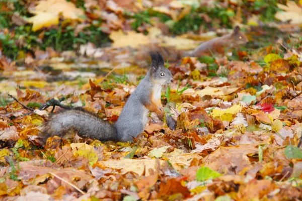 Esquilo castanho — Fotografia de Stock