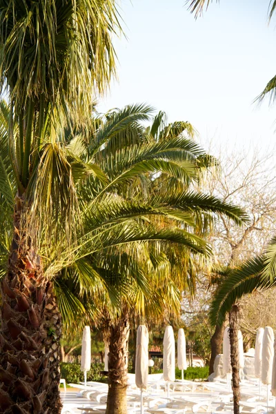 Palma na velha praia de Antalyan — Fotografia de Stock
