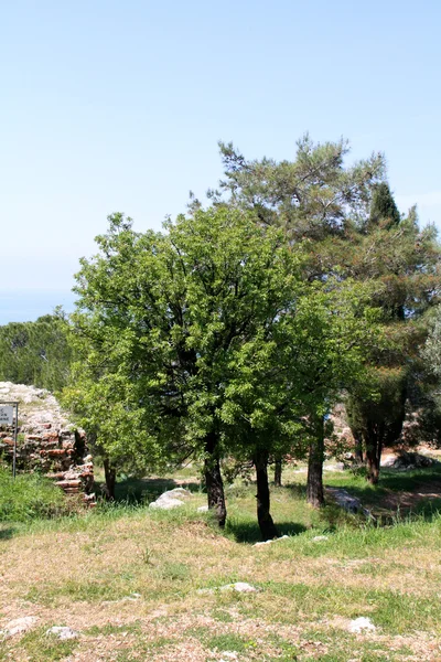 松树生长对主教，土耳其 — 图库照片