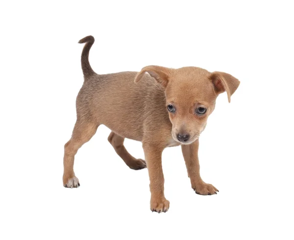 Terrier brinquedo russo em um fundo branco — Fotografia de Stock