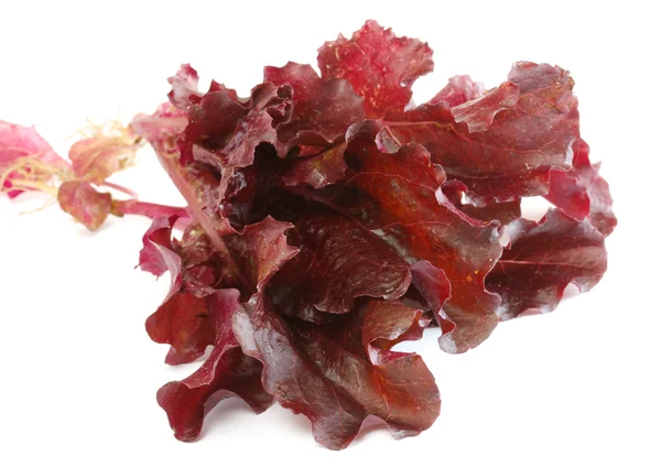 Salade bladeren geïsoleerd op de witte — Stockfoto