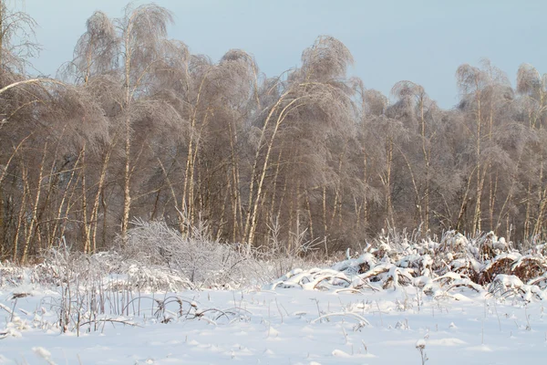 Vacker vinterskog — Stockfoto