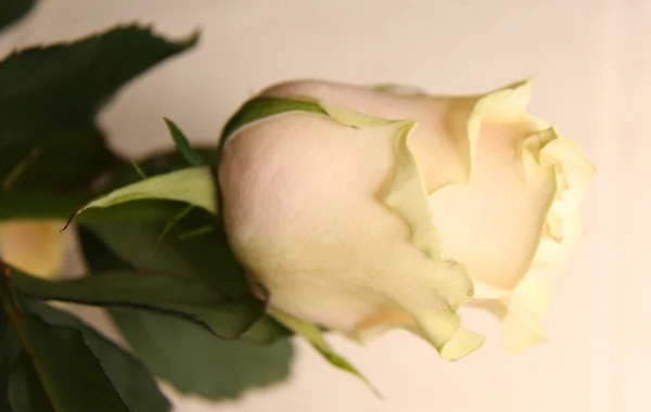 Světlé růže — Stock fotografie