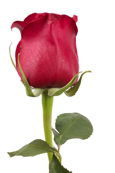 Izolowana czerwona róża — Zdjęcie stockowe