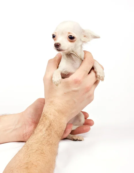 Chihuahua pequeno cachorro — Fotografia de Stock