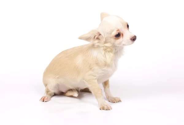 Liten Chihuahua valp — Stockfoto