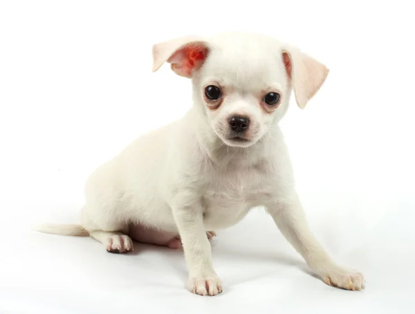 Cute small chihuahua puppy sitting on white looking at camera is Royalty Free Stock Images