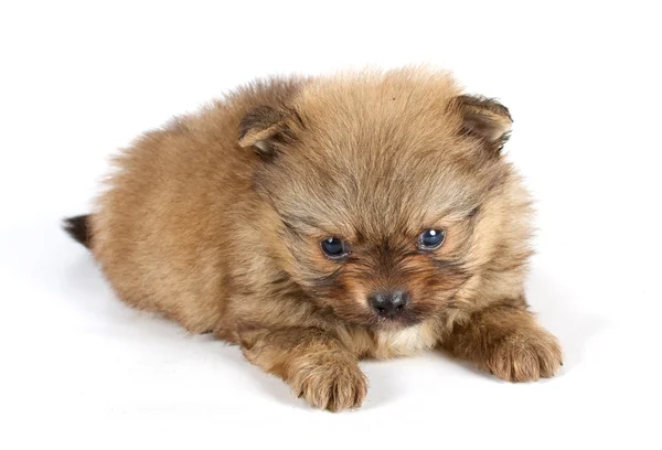 The puppy of the spitz dog in studio Royalty Free Stock Photos
