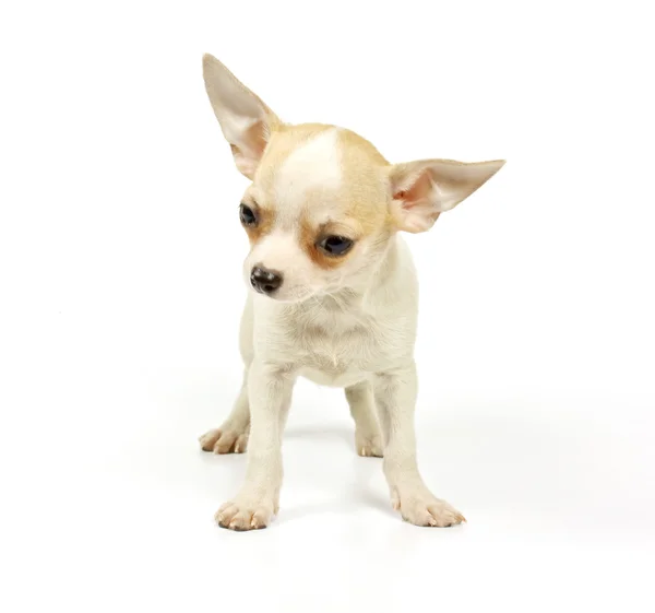 Chihuahua cucciolo piccolo Immagini Stock Royalty Free