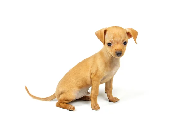 Chihuahua cachorro pequeño Imágenes de stock libres de derechos