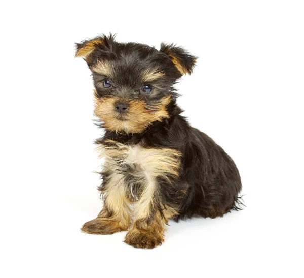 Cute pretty Yorkshire terrier puppy dog sitting. isolated Stock Photo