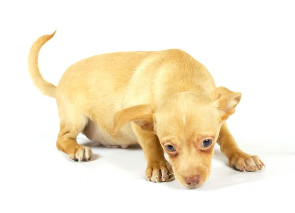 Kleiner Chihuahua-Welpe Stockfoto