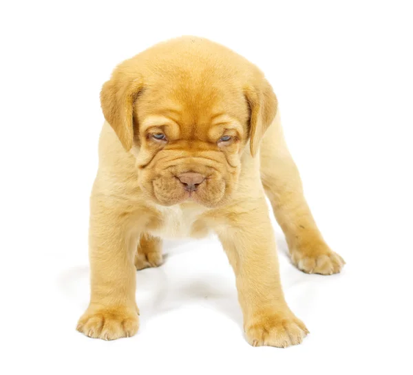 Bordeaux dog puppy Stock Image