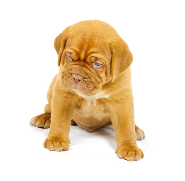 Bordeaux dog puppy Royalty Free Stock Images
