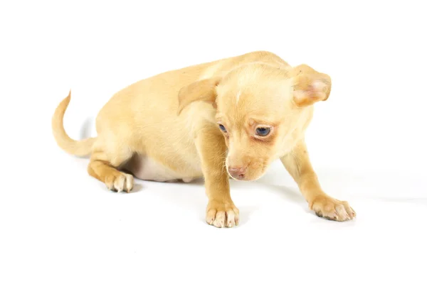 Kleiner Chihuahua-Welpe Stockbild