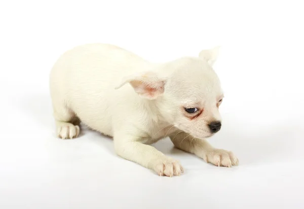 Small chihuahua puppy Stock Picture
