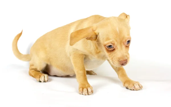 Pequeno cachorro chihuahua Imagem De Stock
