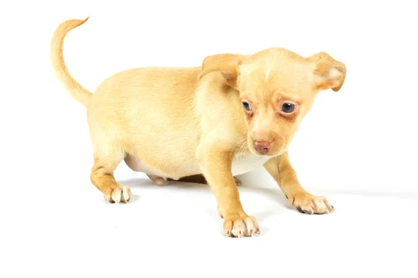 Kleiner Chihuahua-Welpe lizenzfreie Stockbilder
