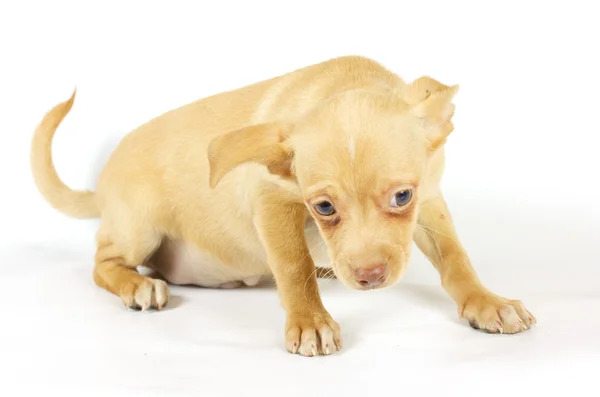 Pequeno cachorro chihuahua Imagem De Stock