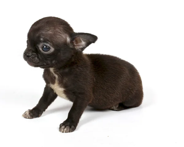 Small chihuahua puppy Stock Image
