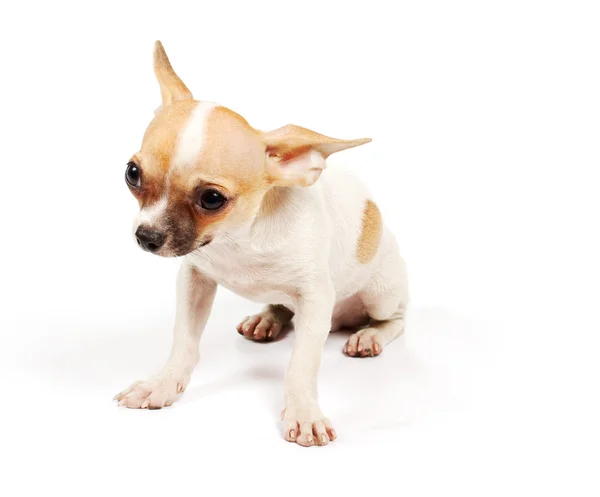 Divertente cucciolo Chihuahua pose Immagine Stock