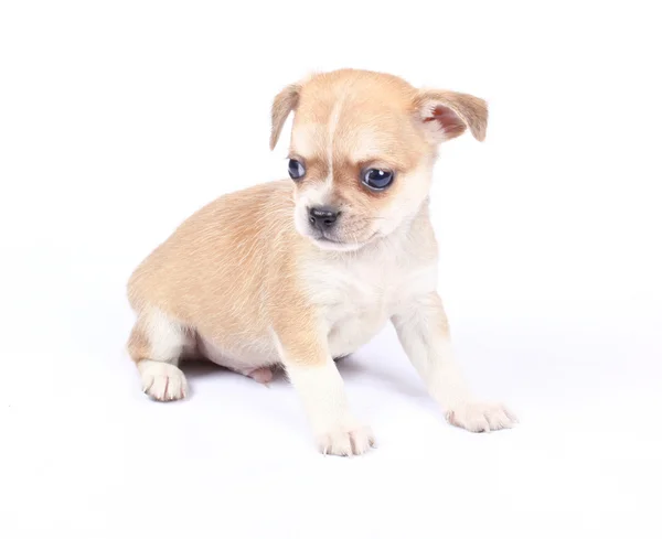 Small chihuahua puppy Stock Picture