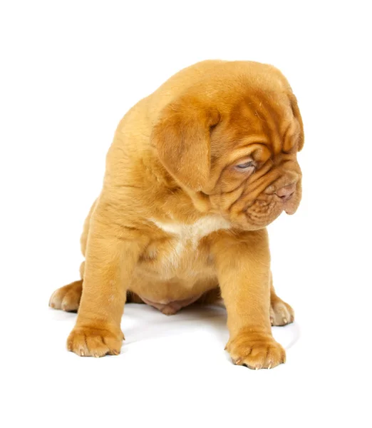 Bordeaux dog puppy Stock Image