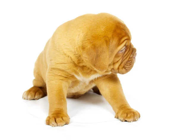 Bordeaux dog puppy Stock Photo