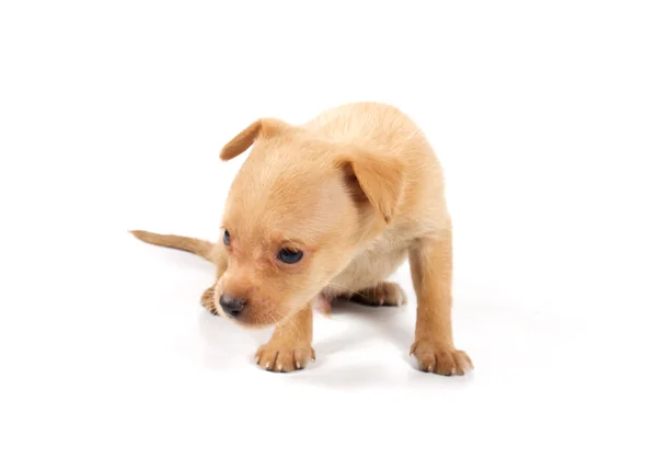Filhote de cachorro engraçado Chihuahua poses Imagens Royalty-Free
