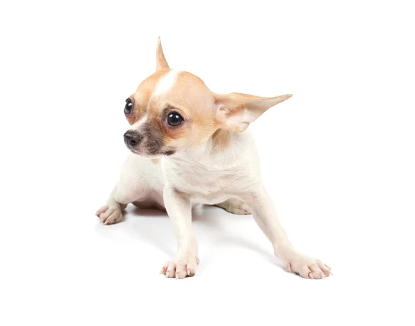 Cachorro divertido Chihuahua posa Fotos De Stock