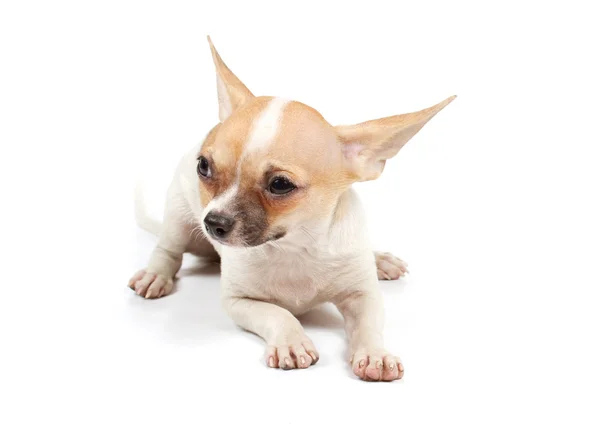 Legrační štěně čivava pózy Royalty Free Stock Obrázky