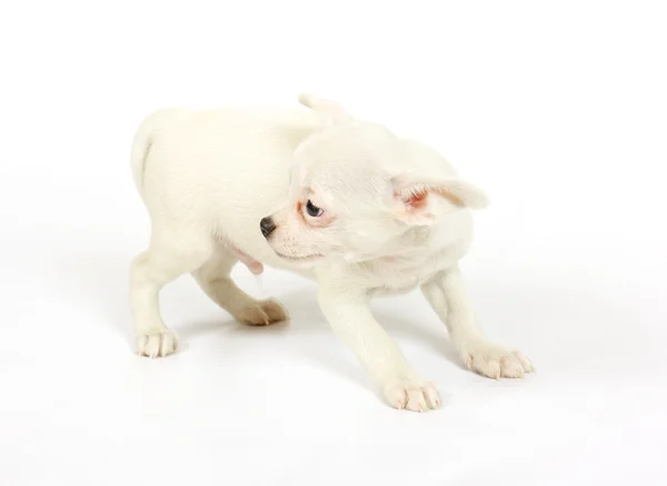 Small chihuahua puppy Stock Photo