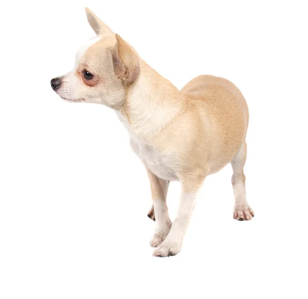 Retrato de un lindo cachorro de raza pura chihuahua delante de ba blanca Imágenes De Stock Sin Royalties Gratis