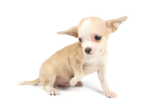 Divertente cucciolo Chihuahua pose Fotografia Stock