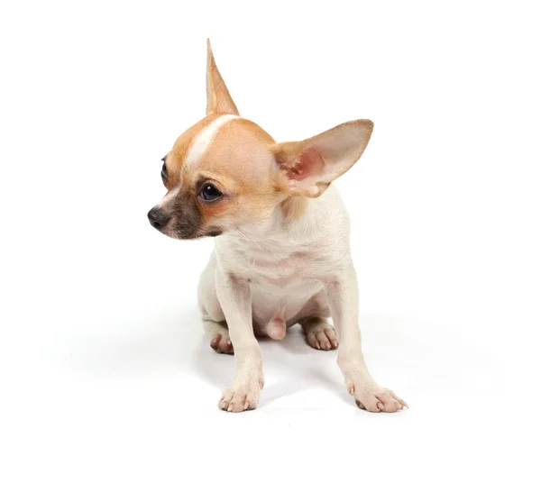 Legrační štěně čivava pózy Stock Fotografie