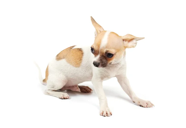 Cachorro divertido Chihuahua posa Imagen De Stock