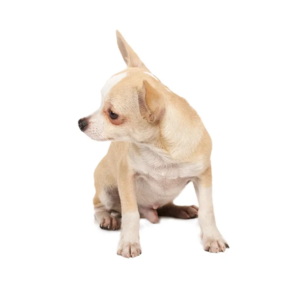 Retrato de un lindo cachorro de raza pura chihuahua delante de ba blanca Imagen De Stock
