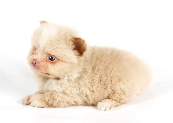 The puppy of the spitz dog in studio Royalty Free Stock Images