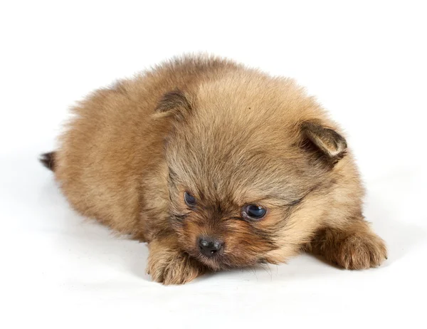 The puppy of the spitz dog in studio Stock Image