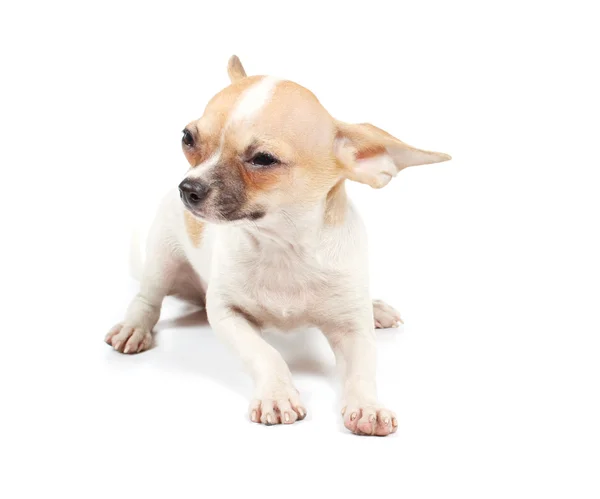 Funny puppy Chihuahua poses Stock Photo