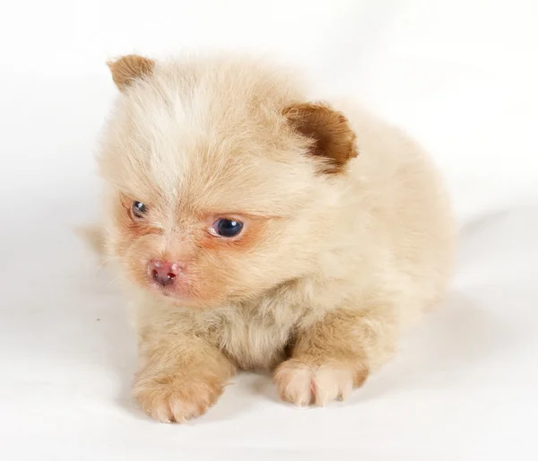 The puppy of the spitz dog in studio Stock Picture