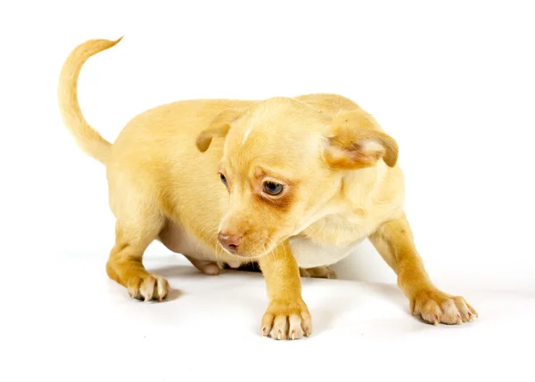 Kleiner Chihuahua-Welpe Stockbild
