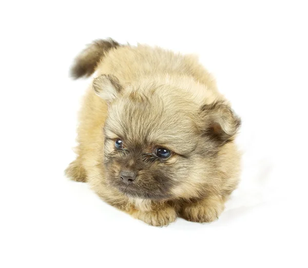 Small chihuahua puppy Stock Photo