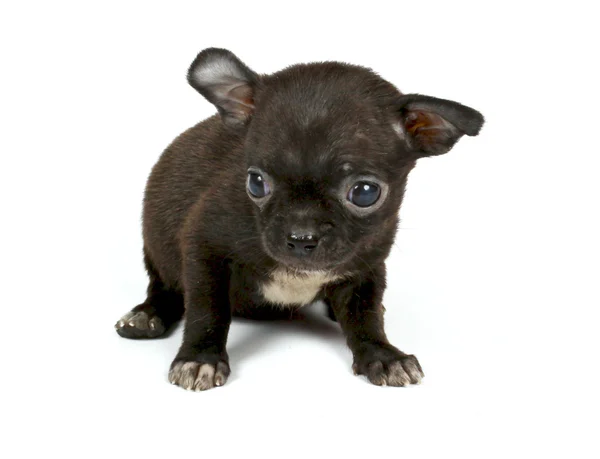 Small chihuahua puppy Royalty Free Stock Images