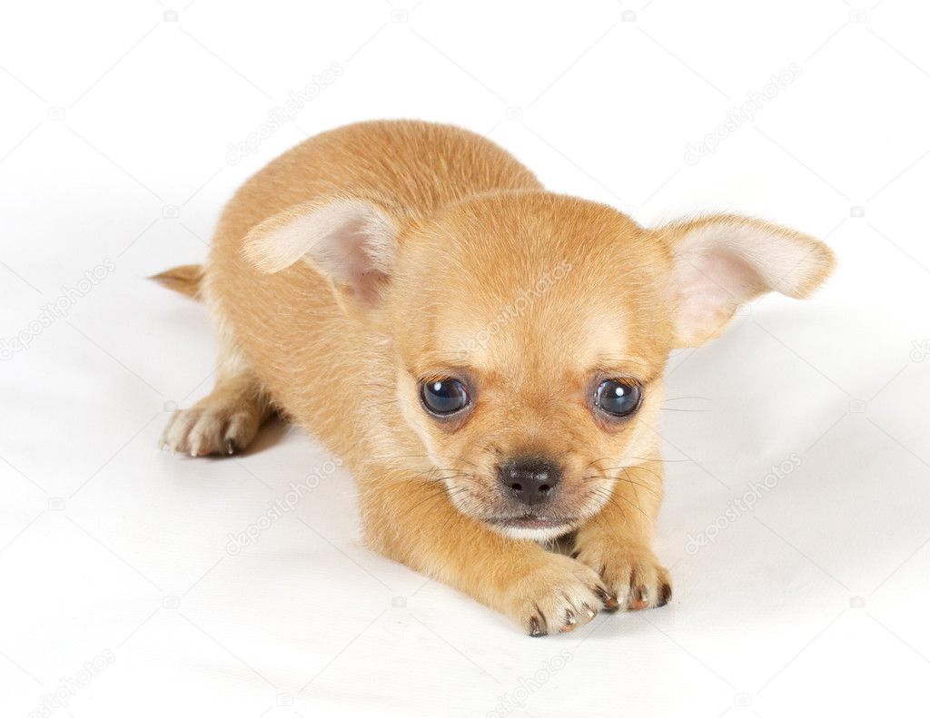 Cute small chihuahua puppy sitting on white looking at camera is