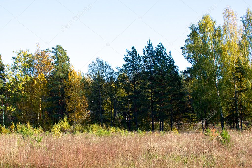 Beautiful landscape. Field and edge of forest