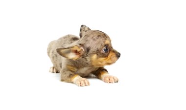 Chihuahua küçük köpek yavrusu